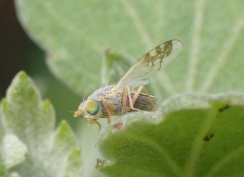Réf. 287 537 : Acanthiophilus helianthi